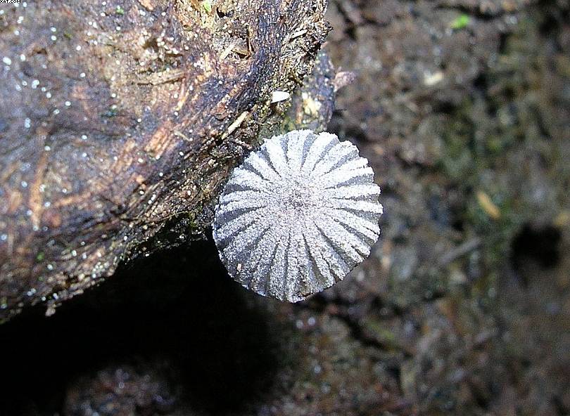 St. Chrischona ( CH )   30. Aprile 2005